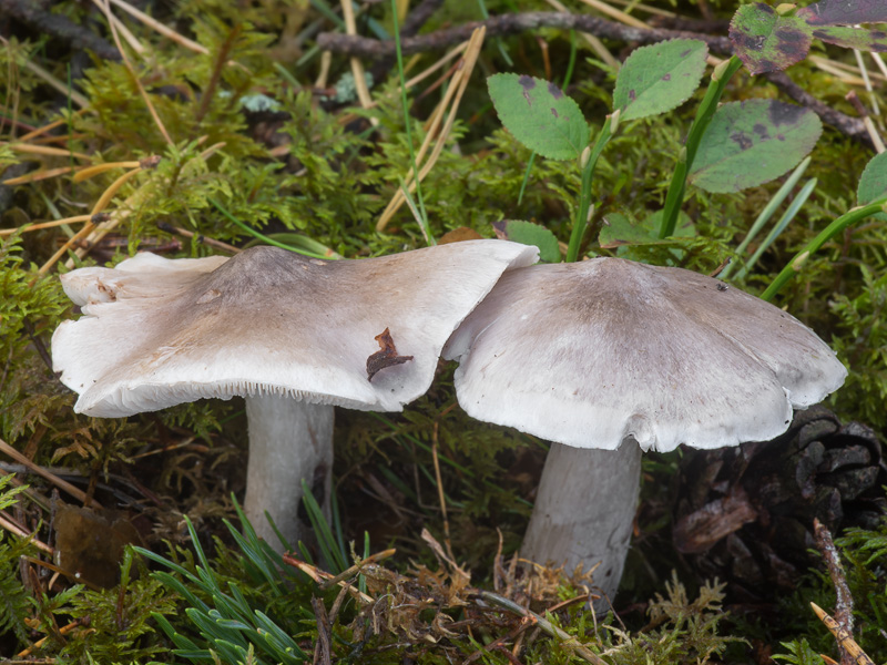 Tricholoma virgatum